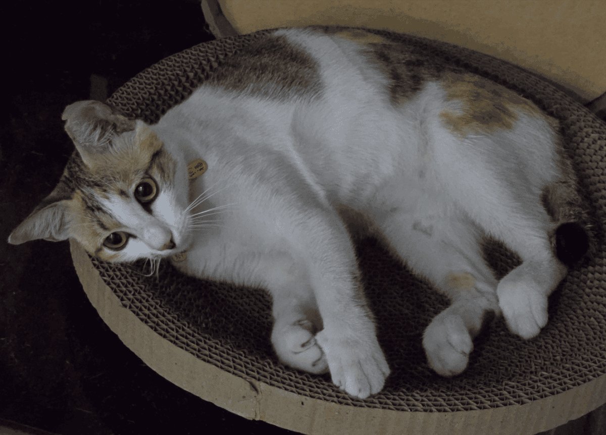 mimi