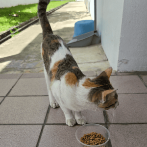 Slim calico cat with white, orange, and dark markings standing next to a bowl of kibble in a tiled car porch